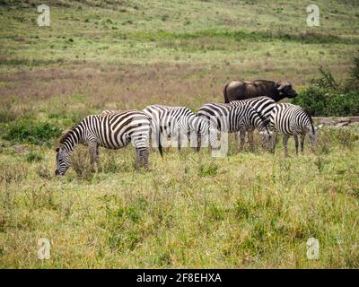 Zebras grazing along the Savannah in Lake Nakuru, Kenya, Africa Stock Photo