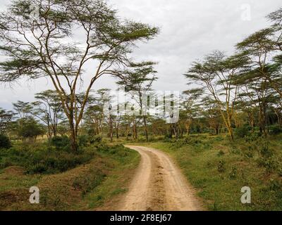 Jeep trail through African Savannah, Lake Nakuru National Park, Kenya, Africa Stock Photo