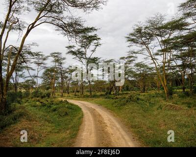 Jeep trail through African Savannah, Lake Nakuru National Park, Kenya, Africa Stock Photo