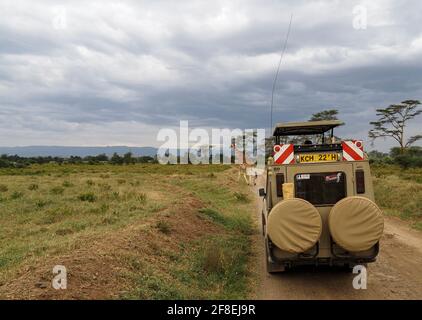 Rothchild's Giraffes crossing the road in front of Safari Jeeps, Lake Nakuru, Kenya, Africa Stock Photo