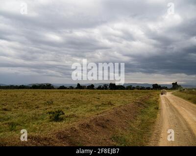 Rothchild's Giraffes crossing the road in front of Safari Jeeps, Lake Nakuru, Kenya, Africa Stock Photo