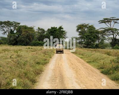 Rothchild's Giraffes crossing the road in front of Safari Jeeps, Lake Nakuru, Kenya, Africa Stock Photo