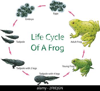 Vector illustration of Life cycle of frog Stock Vector