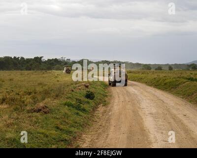 Rothchild's Giraffes crossing the road in front of Safari Jeeps, Lake Nakuru, Kenya, Africa Stock Photo