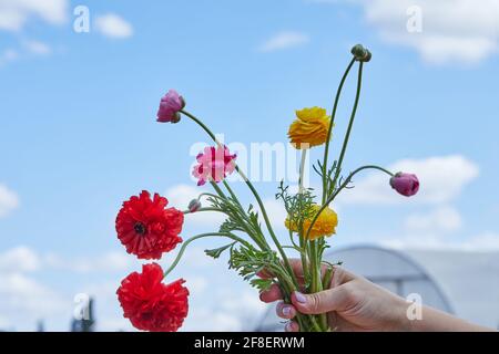 Woman's hand holding bouquet of multicolored flowers collected from the farm against background of blue sky with clouds Stock Photo