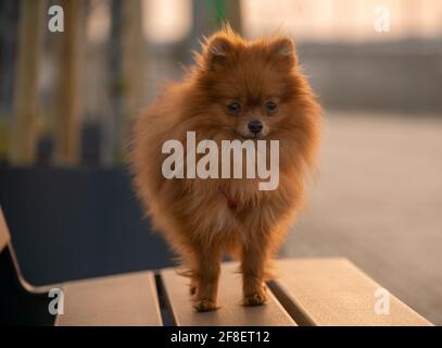 Pomeranian Spitz, puppies Stock Photo