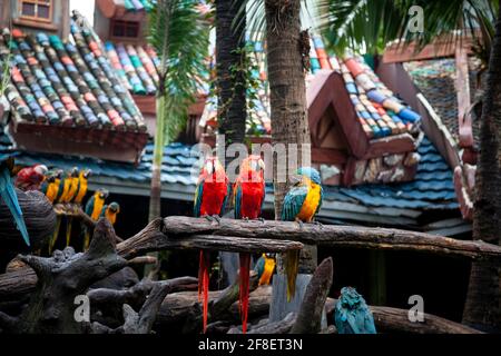 Colourful parrots also known as Macau birds sitting on a wire at the famous Safari World in Bangkok. Stock Photo