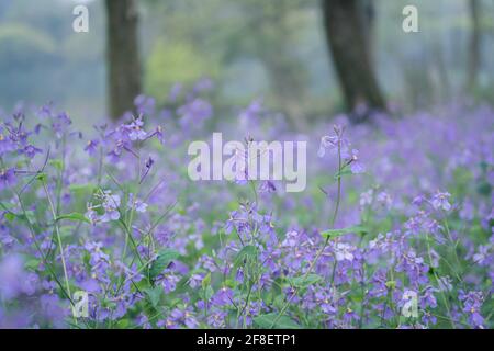 Purple flowers backgrounds, Orychophragmus violaceus Stock Photo
