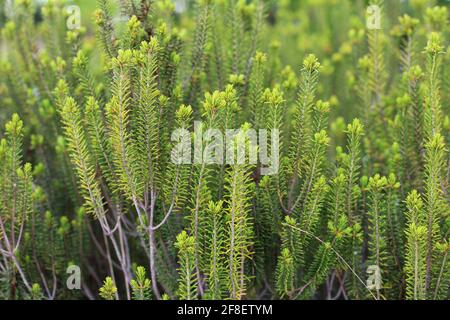 Macro shot of Sand heath, a species of ceratiola also known as sandhill rosemary or Florida rosemary growing in a field. Stock Photo