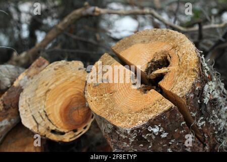 Tree stump cut in half. Tree bark with White Flux growing around it. Stock Photo