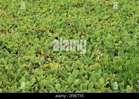 water lettuce, a species of Pistia. Also known as nile cabbage, water cabbage, tropical duckweed and shellflower. Stock Photo