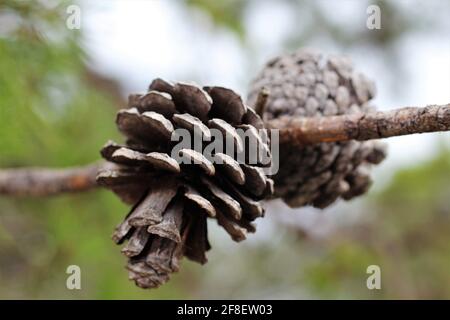 Close-up image of the sand pine tree, species also known as Florida spruce pine and scrub pine. Small shortleaf pinecone on a tree branch. Stock Photo