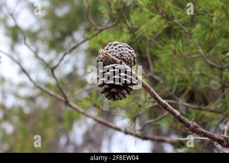 Close-up image of the sand pine tree, species also known as Florida spruce pine and scrub pine. Small shortleaf pinecone on a tree branch. Stock Photo