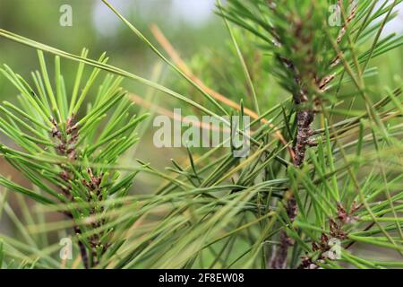 Macro closeup shot of Virginia pine, a species of pines. Also known as scrub pine, jersey pine and poverty pine. Outdoors in nature. Stock Photo