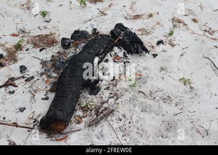 Burt piece of a wooden log on the floor from a forest fire near the beach. Stock Photo