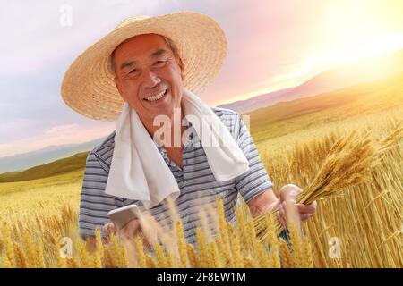 Farmers in the wheat field using a mobile phone Stock Photo
