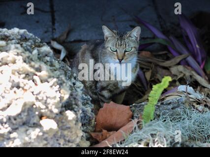 Angry tabby cat starring at the camera, outdoors. Stock Photo
