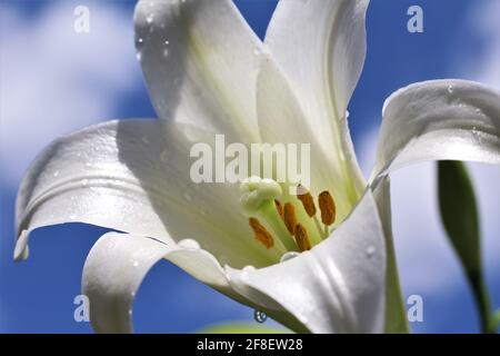 Macro shot of the white Easter lily flower known as Lilium longiflorum has a perennial bulb with large white trumpet-shaped flowers. Wet flower petals Stock Photo