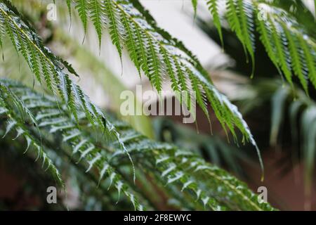 Close up tropical nature green leaf texture abstract background. Copy space ecology environment and travel adventure concept. Stock Photo