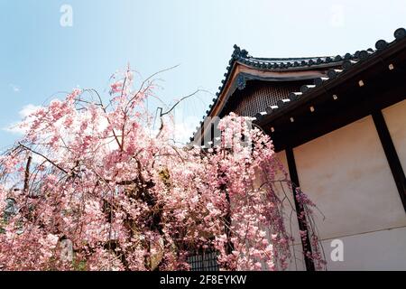 Byodo-in temple at spring in Uji, Kyoto, Japan Stock Photo