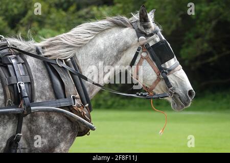 A harnessed horse is shown outfitted with blinders or blinkers over its eyes. Stock Photo
