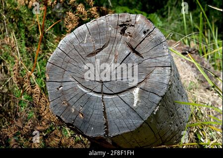 A smiley face has been carved into this old tree stump in Churchill National Park, by somebody with a chainsaw - and a sense of humour! Stock Photo