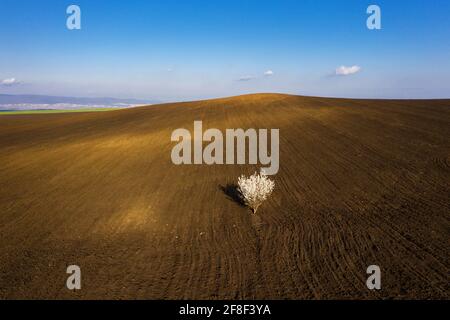 Aerial view of blossoming cherry tree in brown plowed field at sunset Stock Photo