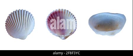 Shells isolated on white background with clipping path Stock Photo