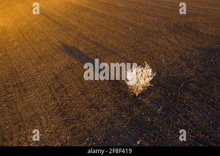 Aerial view of blossoming cherry tree in brown plowed field at sunset Stock Photo