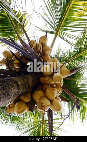 Yellow coconuts on a coconut tree Stock Photo