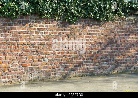 A wall of red bricks in sunlight with pleasant shadows and ivy on top. Stock Photo