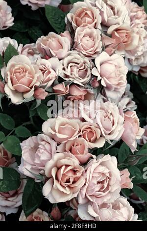 Pale pink rose blossoms on a rose bush in the soft spring light Stock Photo