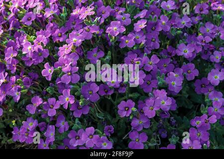 Small purple flowers blossoming in the spring garden Stock Photo