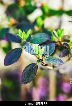 Azalea buds ready to bloom Stock Photo