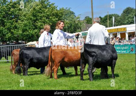 Showing Dexter cattle at the Royal Welsh Show in 2012. Stock Photo