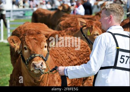 Showing Limousin beef cattle at the Great Yorkshire Show, Harrogate, UK. Stock Photo