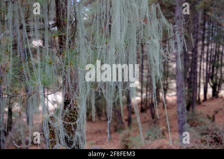 A tree covered with leafy foliose lichens Usnia Longliflora Phobjikha valley also often known as Gangtey or Gangtay in central Bhutan Stock Photo