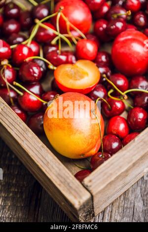 Ripe plums, nectarines and cherries in rustic pan. Selective focus. Stock Photo