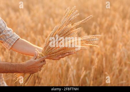 Man farmer holds sheaf of wheat ears in cereal field at sunset. Farming and agricultural harvesting Stock Photo