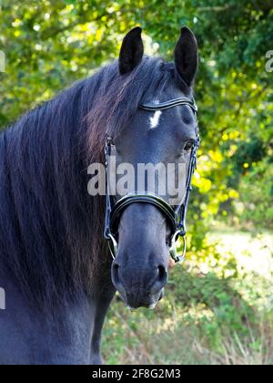 Friesian Horse. One-horse Carriage In A Park. Munich, Bavaria, Germany ...