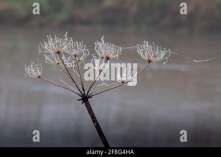 Seed head of cow parsley covered in dew and cobwebs in winter. Trumpington Meadows, Cambridge, UK Stock Photo