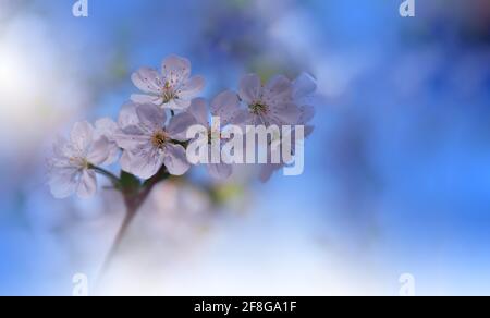 Beautiful Nature Background.Floral Art Design.Abstract Macro Photography.Blooming Spring Flower.Creative Artistic Wallpaper.Sakura Cherry Blossom Tree Stock Photo