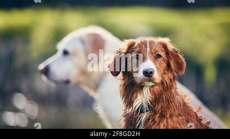 Portrait of two dogs in summer nature. Banner with posing Nova Scotia Duck Tolling Retriever against Labrador. Stock Photo