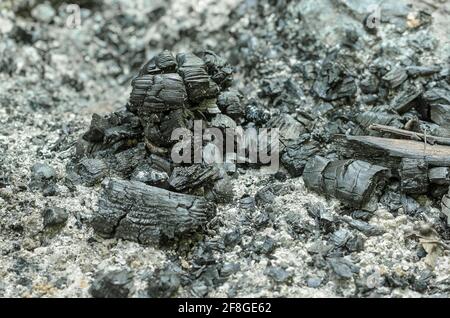 Remains of an extinguished fire with charred branches and ashes. Black pieces of burnt charcoal and gray ash on the ground. Carbonized wood. Stock Photo