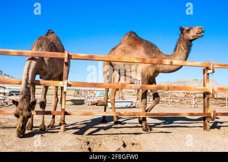 camels feeding in saudi arabian desert Stock Photo