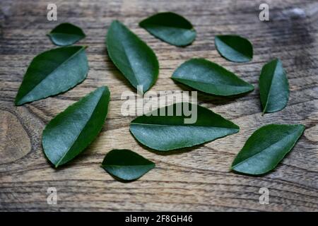 Curry leaves on wooden surface Stock Photo