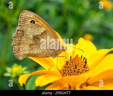 The brown forest bird is a butterfly of the noble butterfly family and is also known as the chimney sweep. Stock Photo