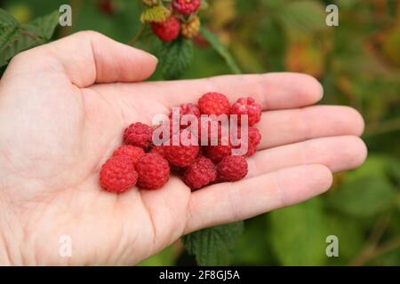 Summer forest berries in Norway. Wild red raspberry handful. Stock Photo