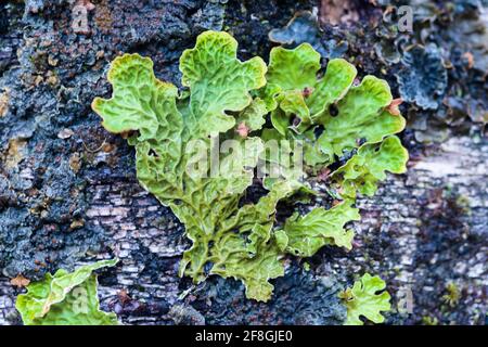 Lobaria pulmonaria or Lungwort growing on a birch tree in the Highlands of Scotland Stock Photo