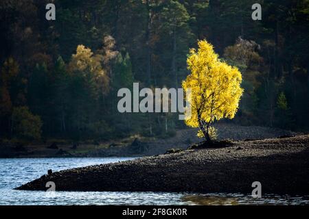 Birch trees Betula pendula in autumn with leaves turning colour in the Highlands of Scotland Stock Photo